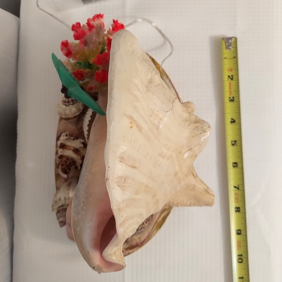 Conch TV  Accent Light Sea Shells Coral Palm Flamingo Rewired Battery 1960 - Picture 6 of 13